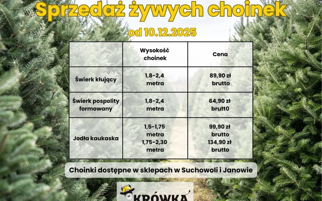 Sprzedaż choinek na Święta – Rozpoczęcie 10 grudnia 2025 r.
